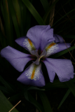 Iris unguicularis RCP3-10 044.jpg